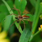 Araña en la zona de la Torre de Hércules Araña en la zona de la Torre de Hércules