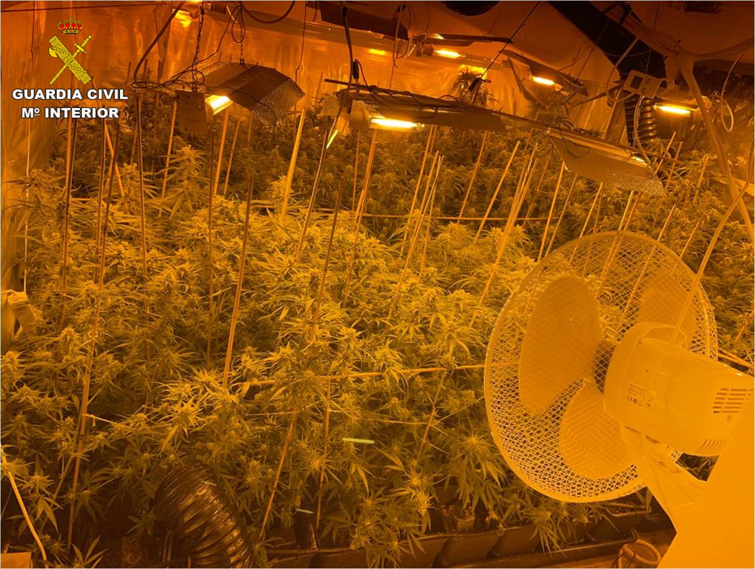 La Guardia Civil encuentra 650 plantas de Marihuana en los bajos de un hotel de La Vila Joiosa La Guardia Civil encuentra 650 plantas de Marihuana en los bajos de un hotel de La Vila Joiosa