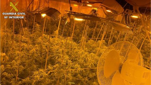 Plantaci&oacute;n de Marihuana