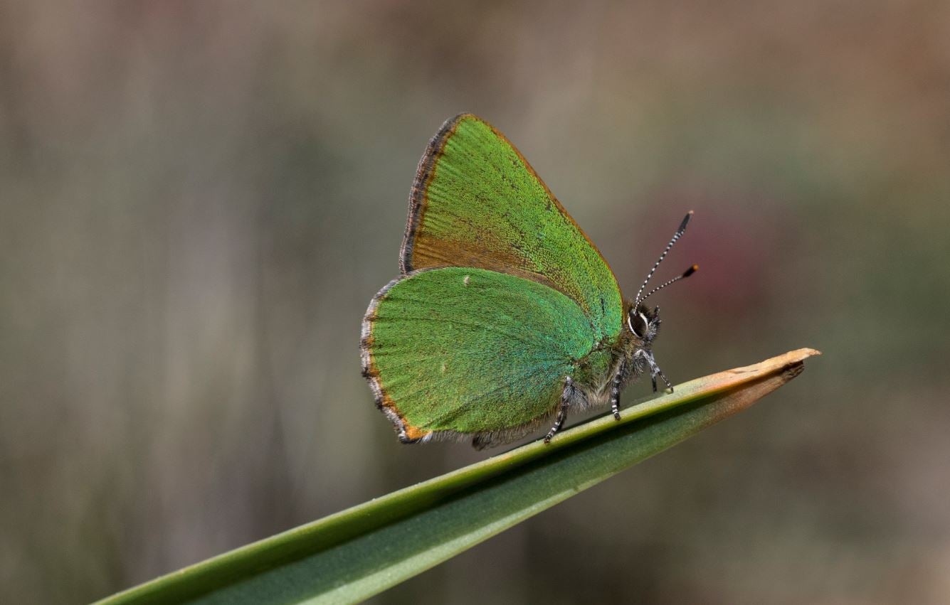 Las mariposas: una especie diezmada por las fuertes sequías Las mariposas: una especie diezmada por las fuertes sequías