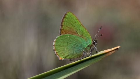 Mariposa