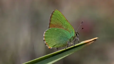 Mariposa Mariposa