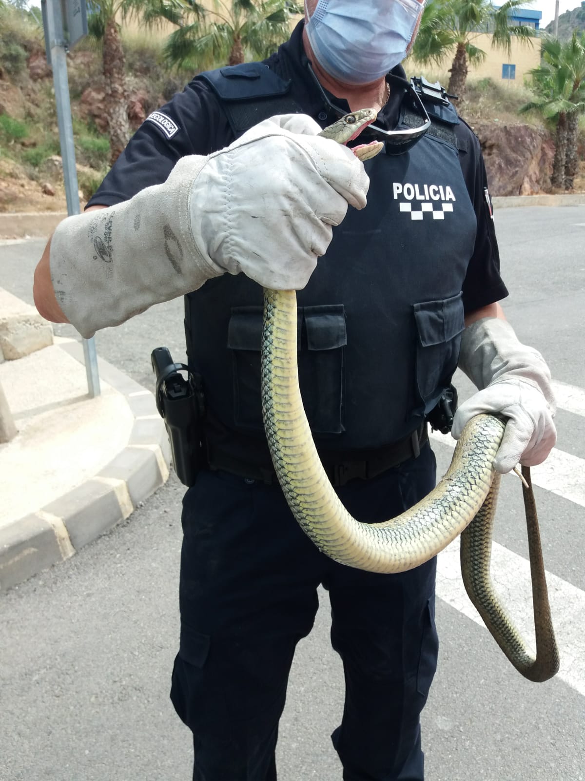 Policía Local rescata una culebra de más de 2 metros en el garaje de un edificio, cerca de un colegio Policía Local rescata una culebra de más de 2 metros en el garaje de un edificio, cerca de un colegio