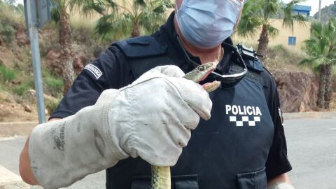 Policía Local rescata una culebra de más de 2 metros en el garaje de un edificio, cerca de un colegio Policía Local rescata una culebra de más de 2 metros en el garaje de un edificio, cerca de un colegio