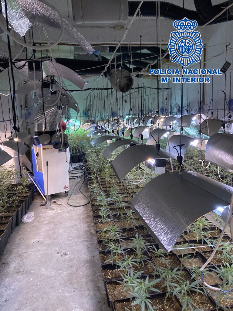La Policía Nacional desmantela un cultivo ilegal de marihuana en Olías del Rey La Policía Nacional desmantela un cultivo ilegal de marihuana en Olías del Rey