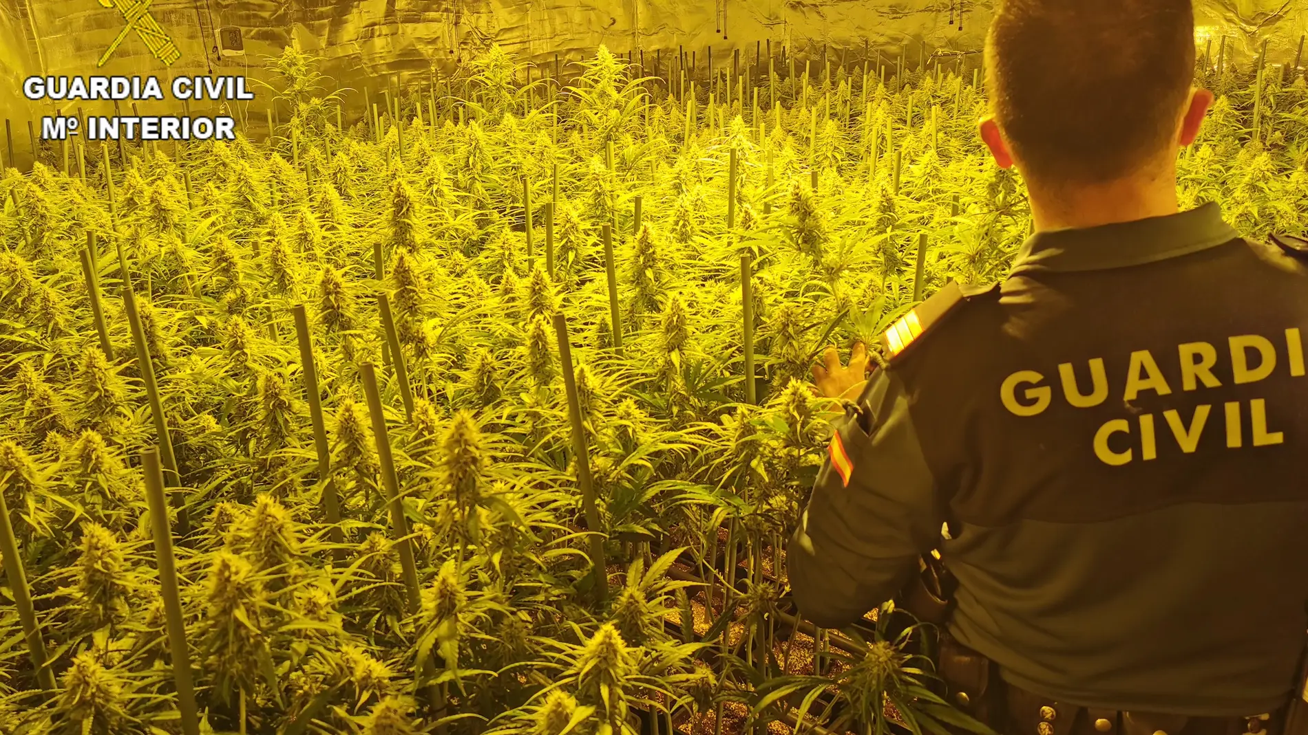 La Guardia Civil desmantela cuatro cultivos de marihuana en la provincia de Toledo