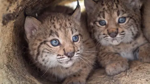 La poblacion de linces ibericos alcanza su maximo historico con mas de un millar de ejemplares La poblacion de linces ibericos alcanza su maximo historico con mas de un millar de ejemplares