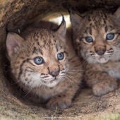 La poblacion de linces ibericos alcanza su maximo historico con mas de un millar de ejemplares