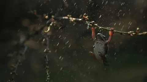 Lluvia ranas Lluvia ranas