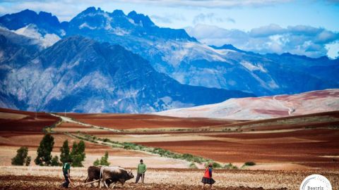 Trabajando las tierras peruanas