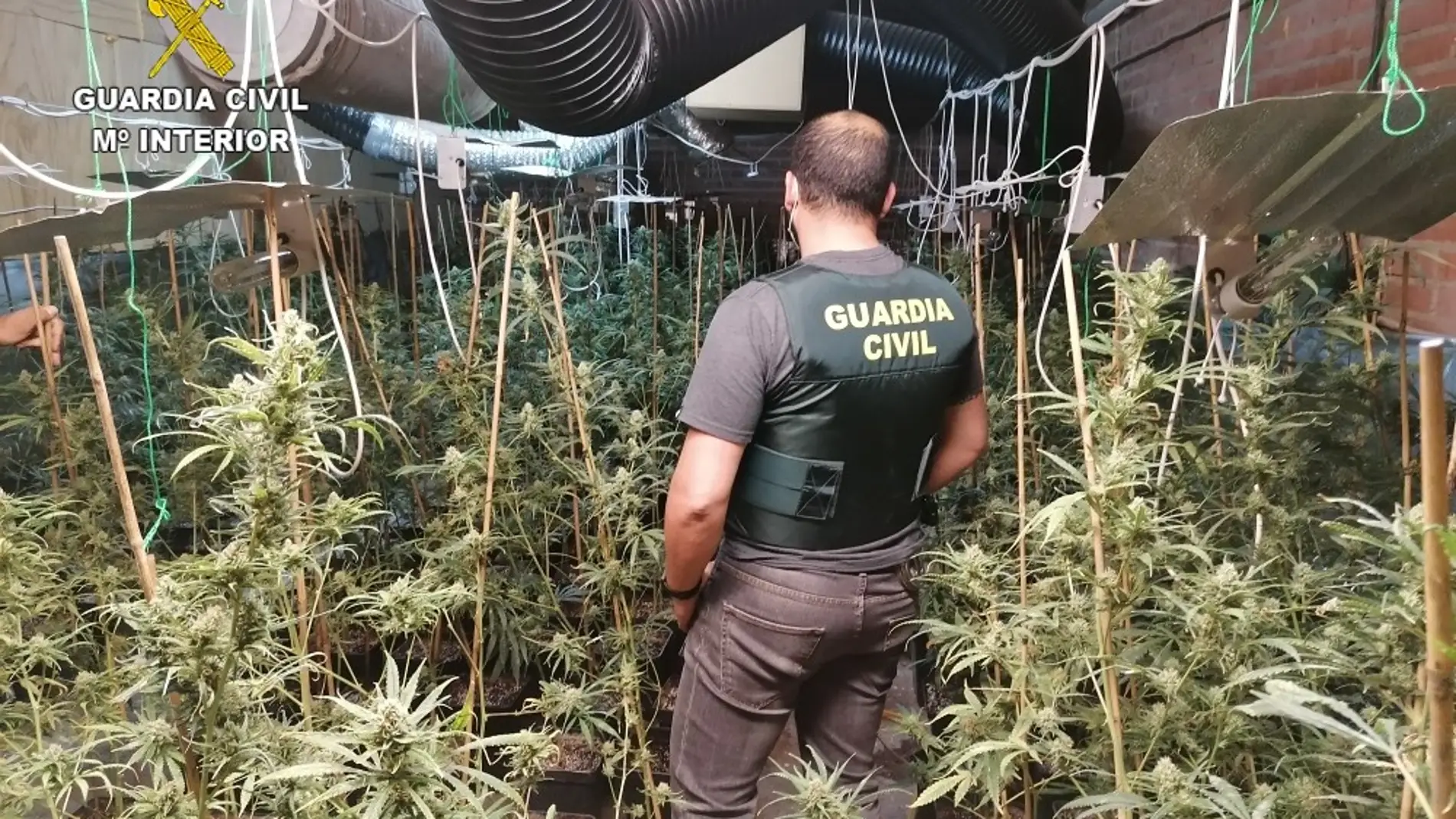 La Guardia Civil desmantela una plantación indoor de marihuana en una nave industrial