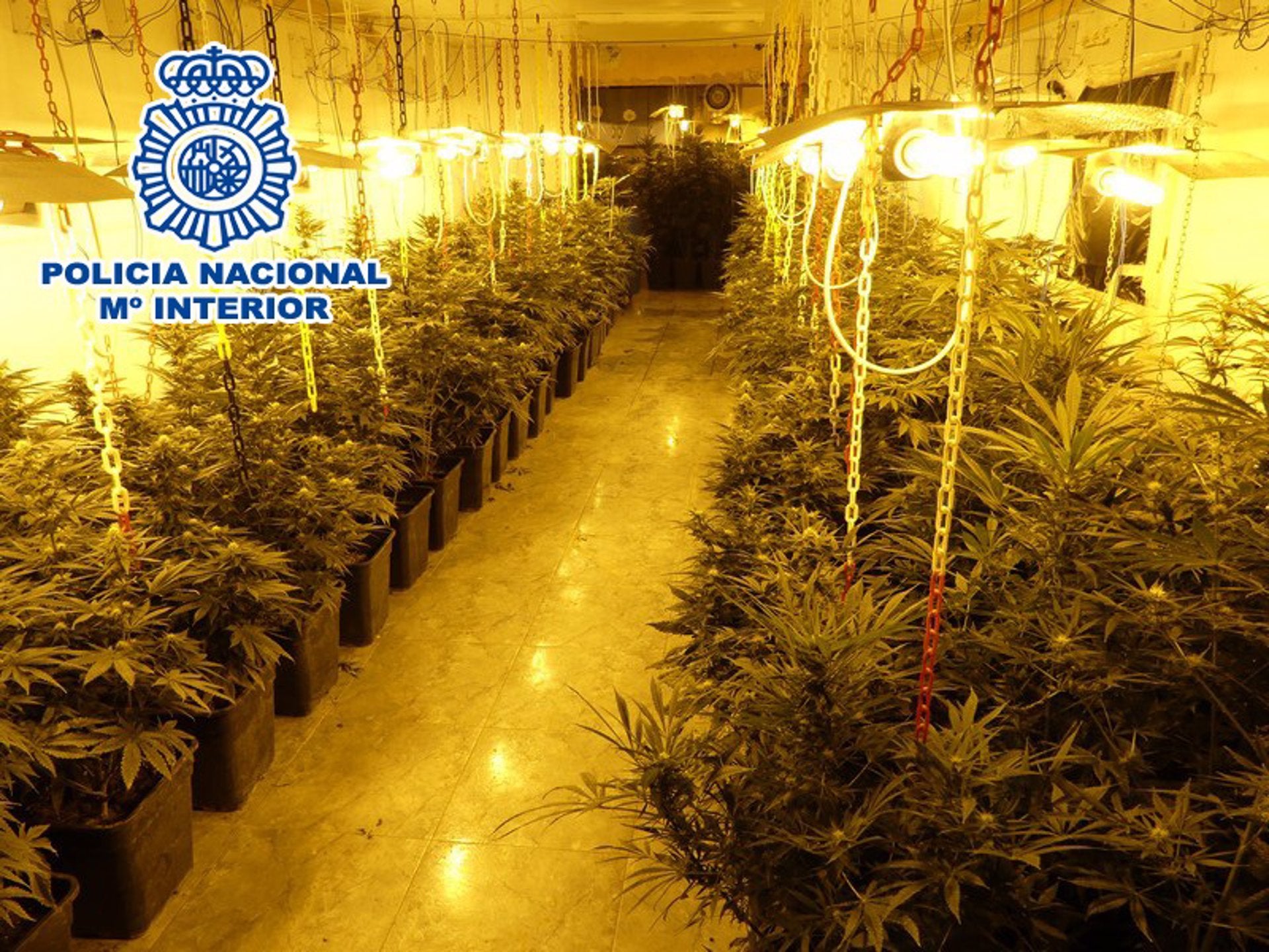 La Policía Nacional de Elda desmantela una plantación en Sax con más de 500 plantas de marihuana La Policía Nacional de Elda desmantela una plantación en Sax con más de 500 plantas de marihuana