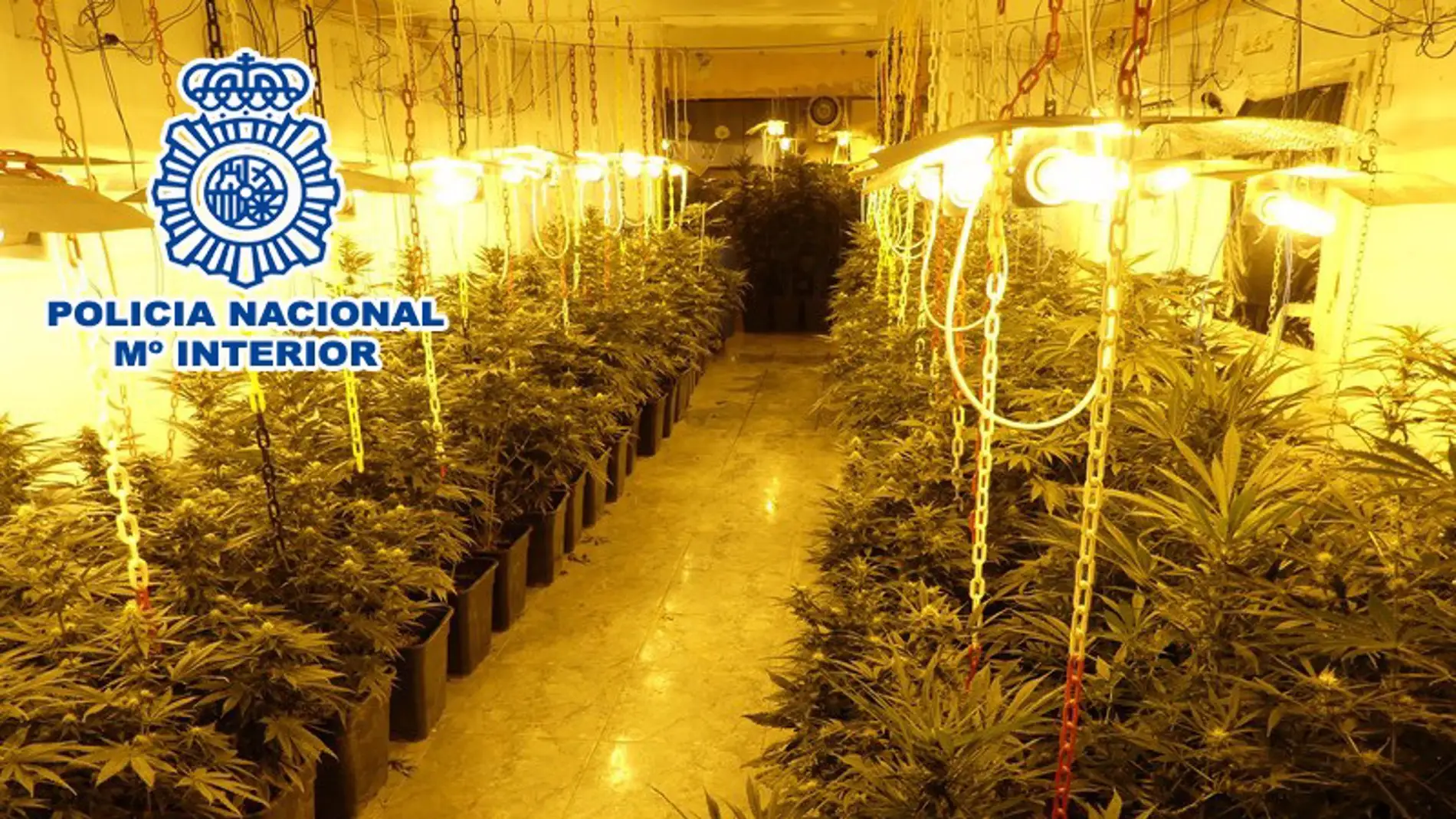 La Policía Nacional desmantela de Elda una plantación con más de 500 plantas de marihuana. 