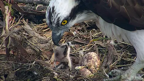 Águila alimenta a pollitos Águila alimenta a pollitos
