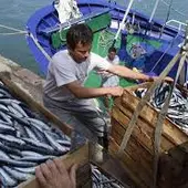pesca anchoa pesca anchoa