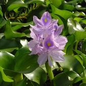 Flor del camalote Flor del camalote