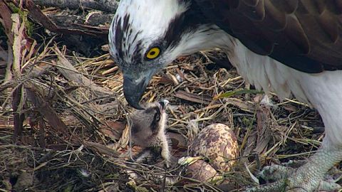Polluelos de &aacute;guila Pescador