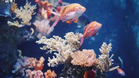 Hay que concientizar a la gente acerca de las graves amenazas que se ciernen sobre las barreras de coral del mundo entero dia mundial