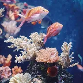 Hay que concientizar a la gente acerca de las graves amenazas que se ciernen sobre las barreras de coral del mundo entero Hay que concientizar a la gente acerca de las graves amenazas que se ciernen sobre las barreras de coral del mundo entero