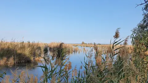 Charca en el Parque Natural de El Hondo Crevillent-Elche. Charca en el Parque Natural de El Hondo Crevillent-Elche.
