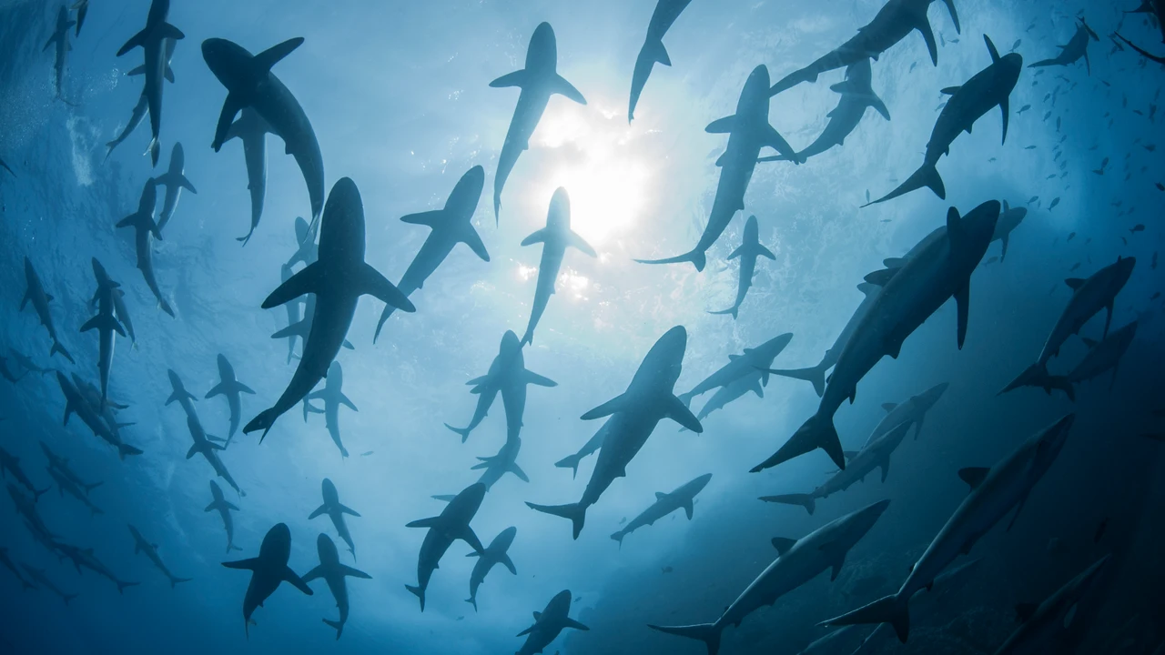 Tiburones