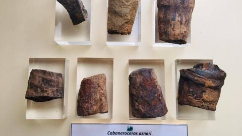 Museo Ciencias Naturales AVAN