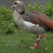 Ganso del Nilo Ganso del Nilo