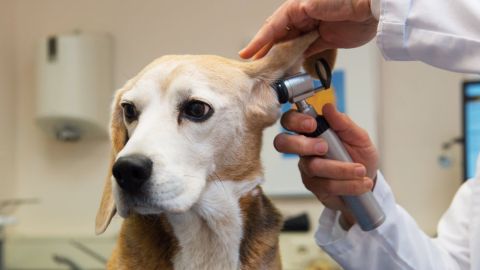 Si trepitgeu una panerola, la portar&iacute;eu al veterinari?