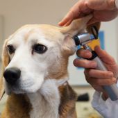 Si trepitgeu una panerola, la portaríeu al veterinari?