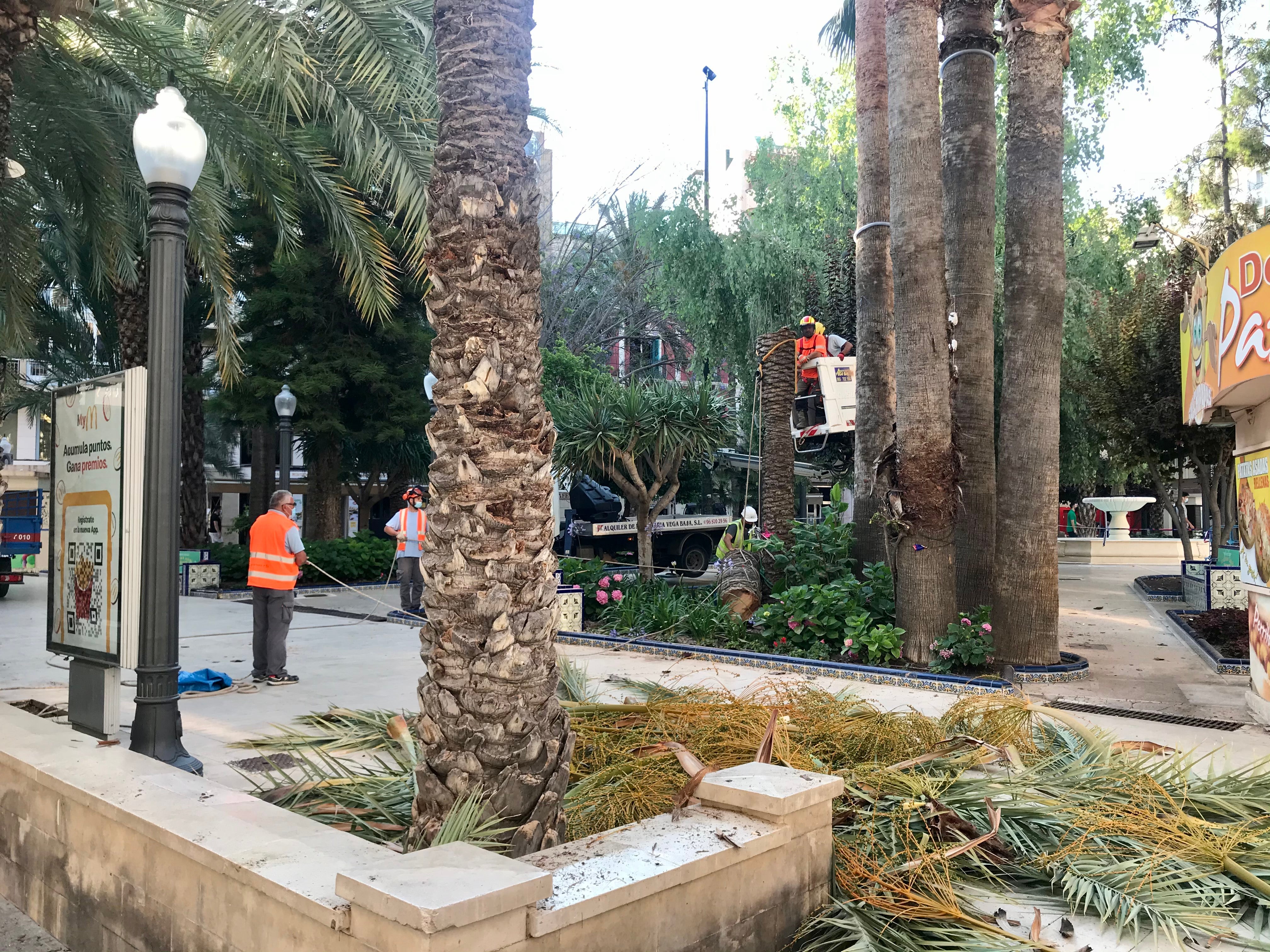 El picudo rojo obliga a la tala de una palmera en la Glorieta de Elche El picudo rojo obliga a la tala de una palmera en la Glorieta de Elche