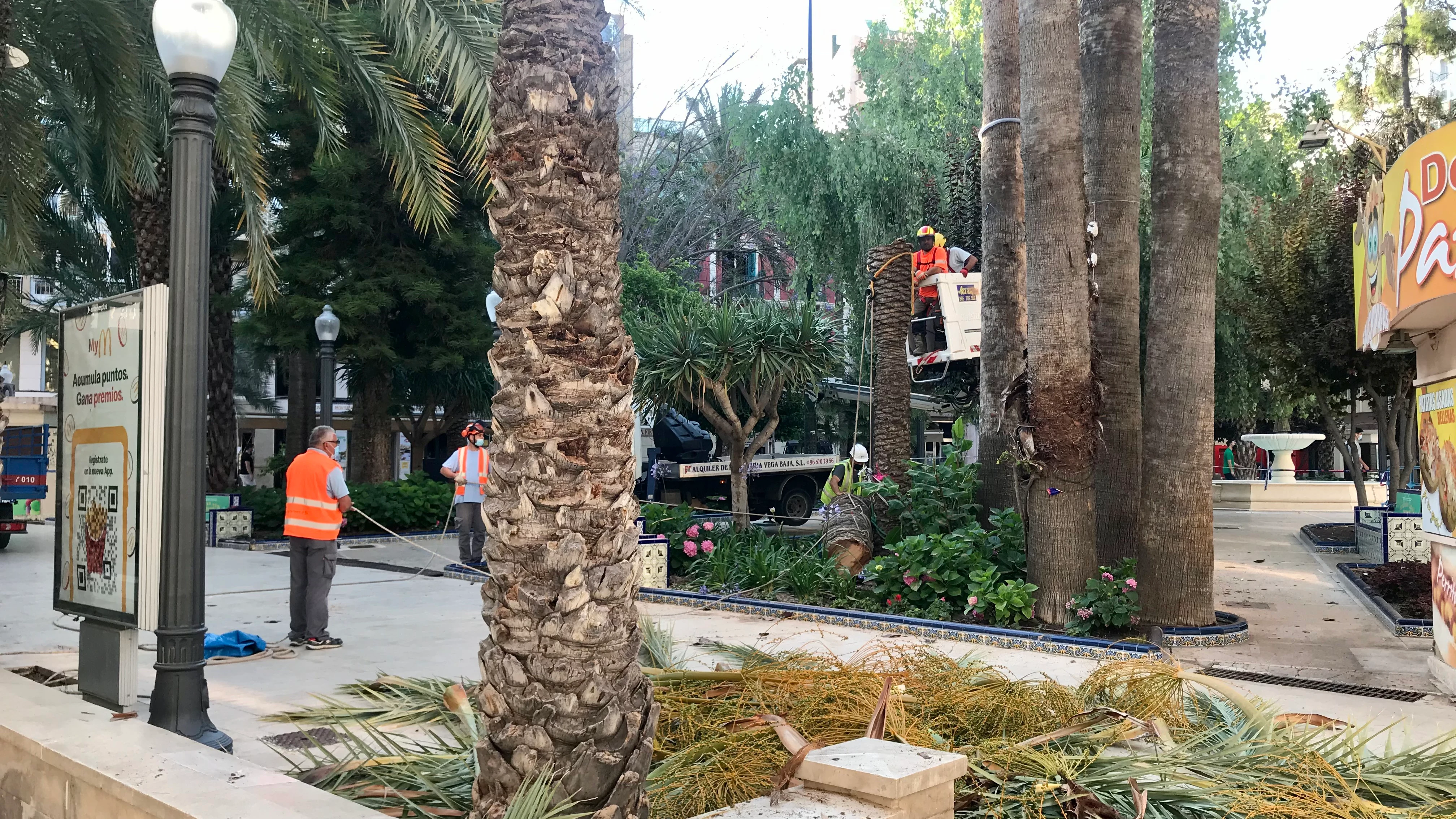 El picudo rojo ha obligado a la tala de una palmera en la Glorieta de Elche. ELCHE
