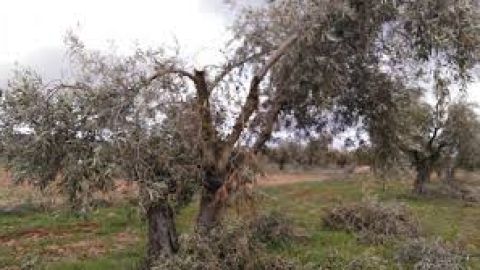 Olivar