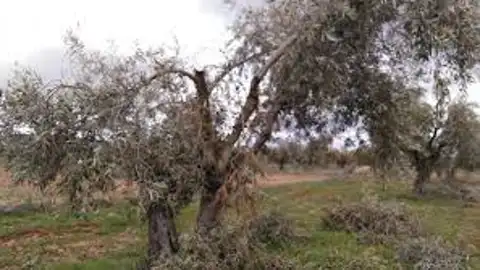 Olivar Olivar
