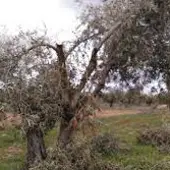 Olivar Olivar