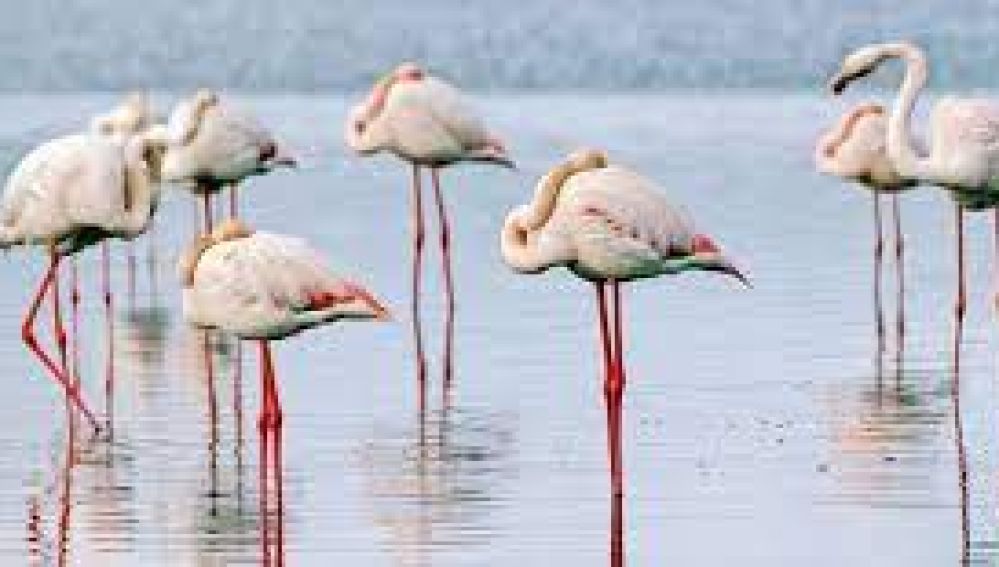 Disfruta del baile del os flamencos en las Lagunas de Pétrola Disfruta del baile del os flamencos en las Lagunas de Pétrola