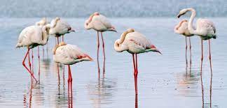Disfruta del baile de los flamencos en las Lagunas de Pétrola Disfruta del baile de los flamencos en las Lagunas de Pétrola