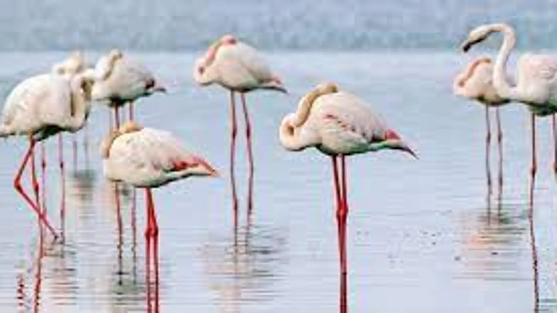Disfruta del baile del os flamencos en las Lagunas de Pétrola Disfruta del baile del os flamencos en las Lagunas de Pétrola