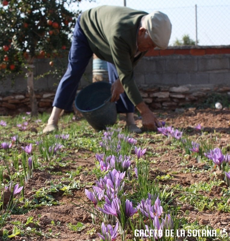 La Solana saca a licitación parcelas para cultivo de azafrán La Solana saca a licitación parcelas para cultivo de azafrán