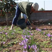 Imagen cultivo del azafrán en La Solana Imagen cultivo del azafrán en La Solana