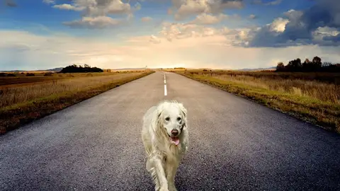 Perro en la carretera Perro en la carretera