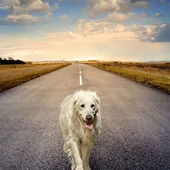 Perro en la carretera Perro en la carretera