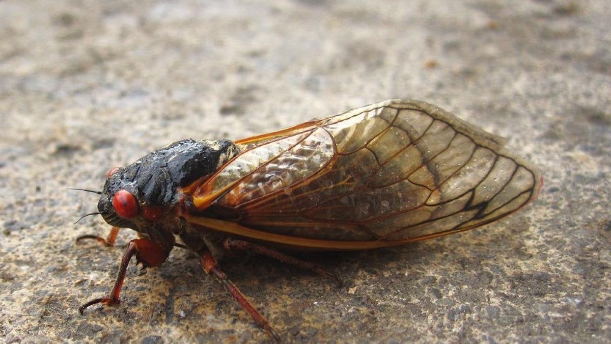 La brújula de la Ciencia: La invasión que se repite cada 17 años episode artwork