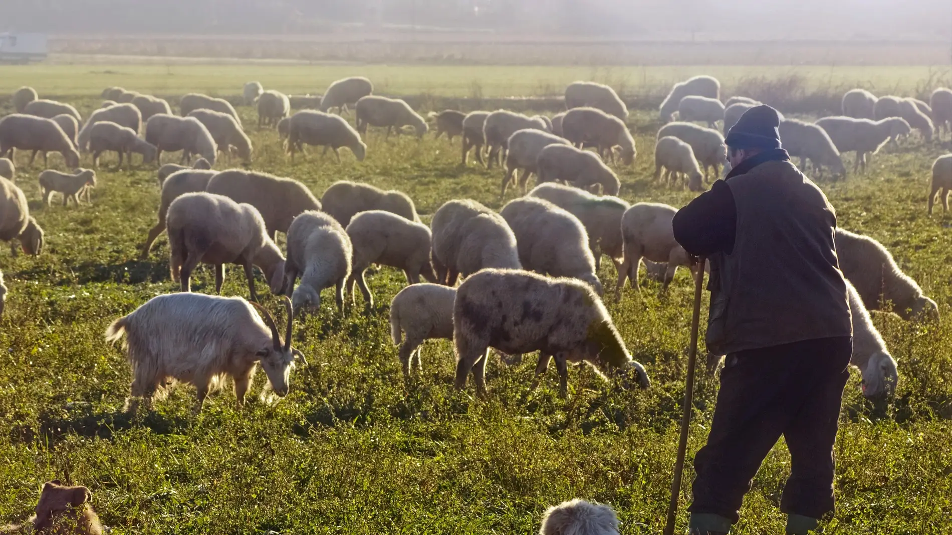 Un pastor con sus ovejas.