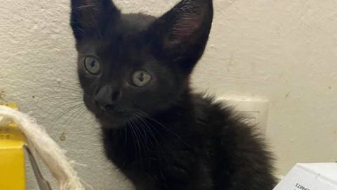 Protectora de animales de Ceuta