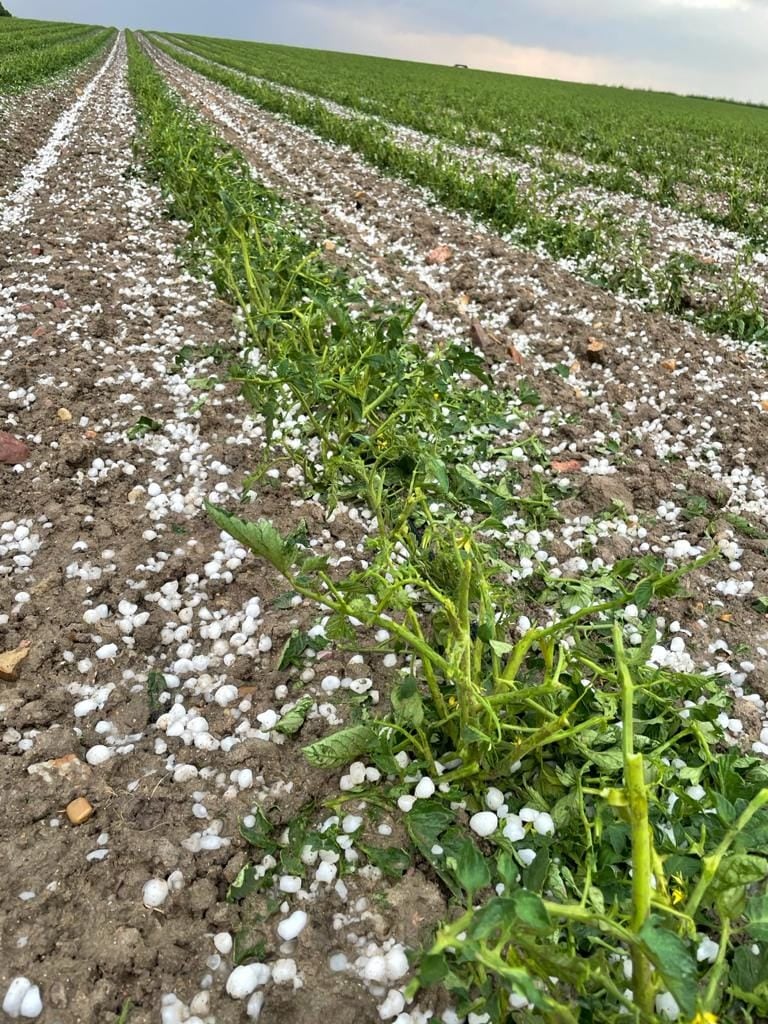 Las organizaciones agrarias cifran en 1.500 hectáreas las dañadas por las tormentas de granizo, la mitad de tomate Las organizaciones agrarias cifran en 1.500 hectáreas las dañadas por las tormentas de granizo, la mitad de tomate