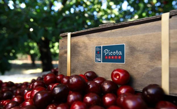 Las primeras Picotas del Jerte con Denominación de Origen Protegida salen al mercado Las primeras Picotas del Jerte con Denominación de Origen Protegida salen al mercado