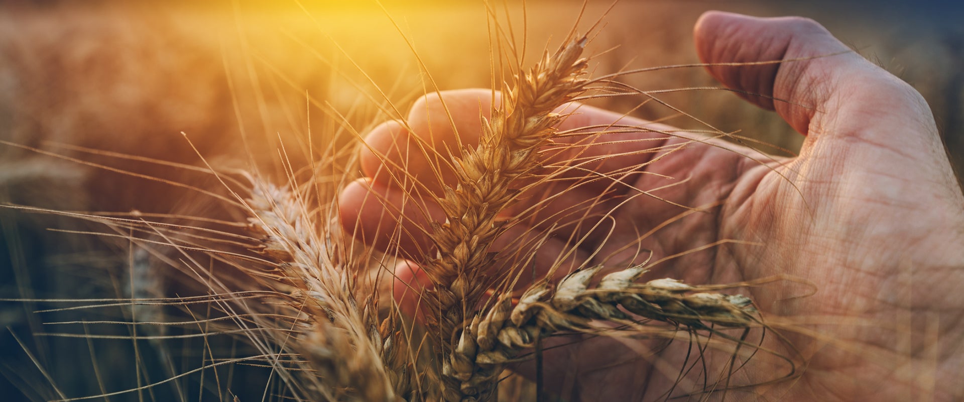 Hacienda rebaja tramos del IRPF a 47.800 agricultores y ganaderos extremeños por la sequía e incremento de los costes de producción Hacienda rebaja tramos del IRPF a 47.800 agricultores y ganaderos extremeños por la sequía e incremento de los costes de producción