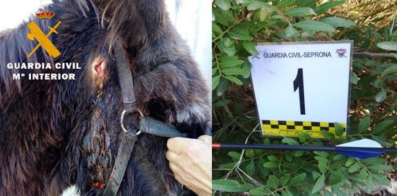 Investigado un menor de edad que mató a un asno e hirió a otro al dispararles flechas con un arco Investigado un menor de edad que mató a un asno e hirió a otro al dispararles flechas con un arco