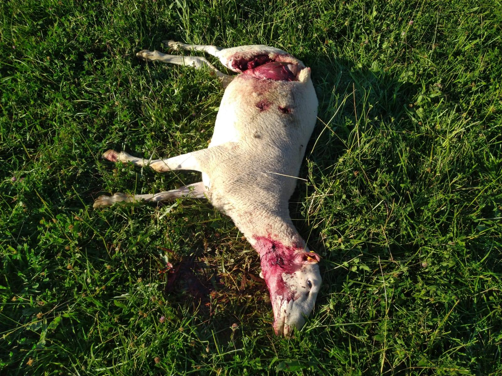 Nueve ovejas muertas y cuatro heridas muy cerca de Torralba de Aragón Nueve ovejas muertas y cuatro heridas muy cerca de Torralba de Aragón