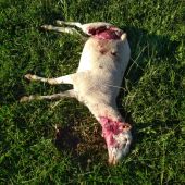 Nueve ovejas muertas y cuatro heridas muy cerca de Torralba de Aragón